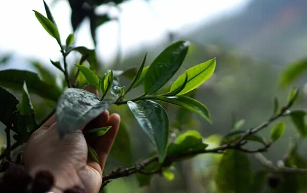 2021年贺开普洱古树春茶价格多少钱一斤