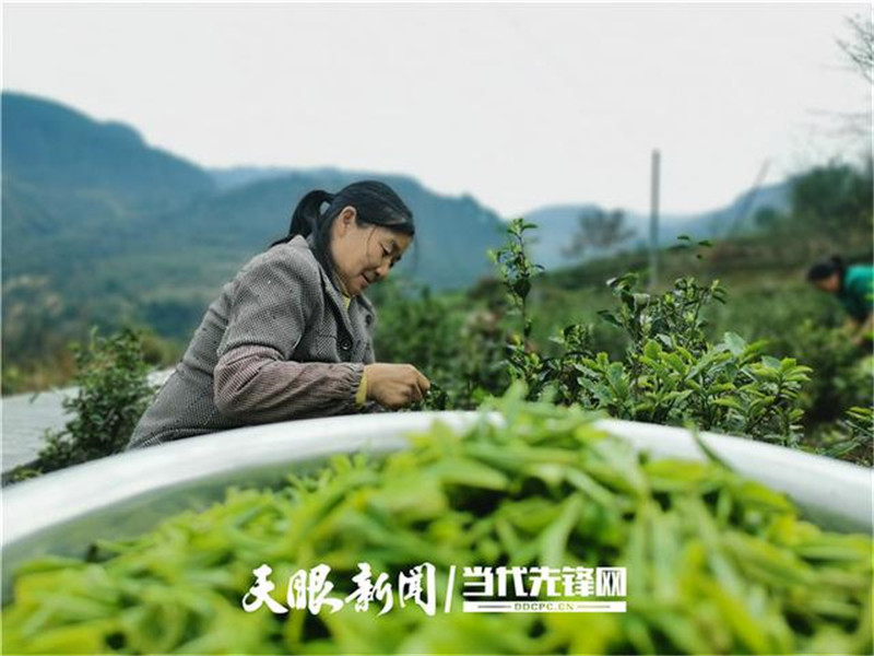 第一抹新绿！贵州道真早春茶开采