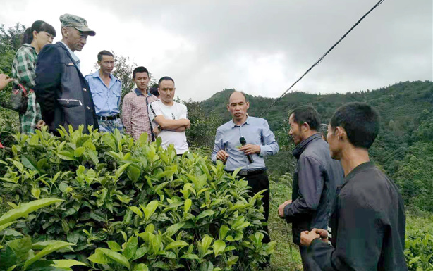 凤庆峡山茶叶专业合作：有机茶产业开拓群众增收致富路